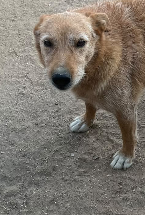 Willy, uno de los perrillos de la protectora Huellas Dos Torres